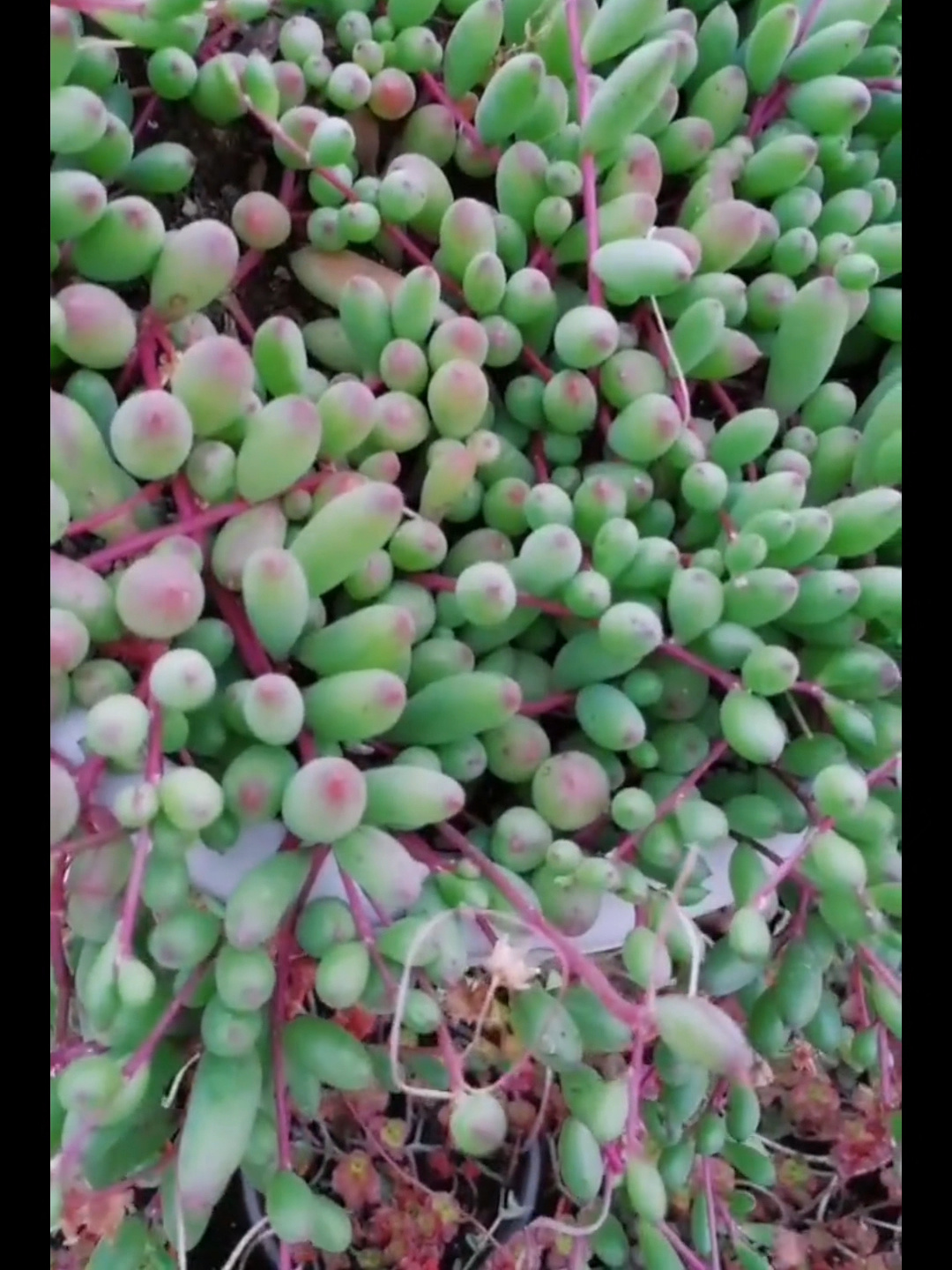 紫玄月——插上就能活的多肉