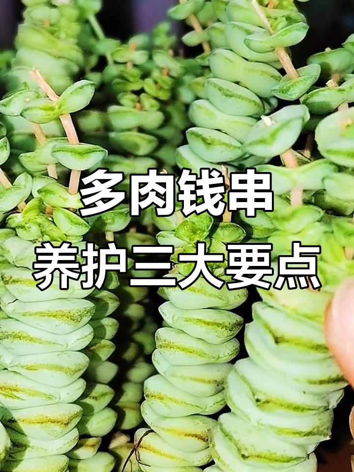 养好多肉钱串,三步摆放技巧避免根腐