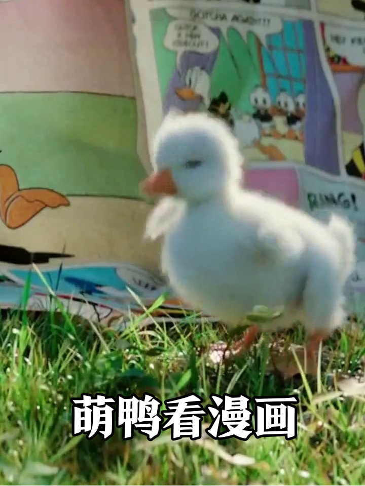 小鸭子看漫画书入迷被书页“偷袭”,全程萌到心化