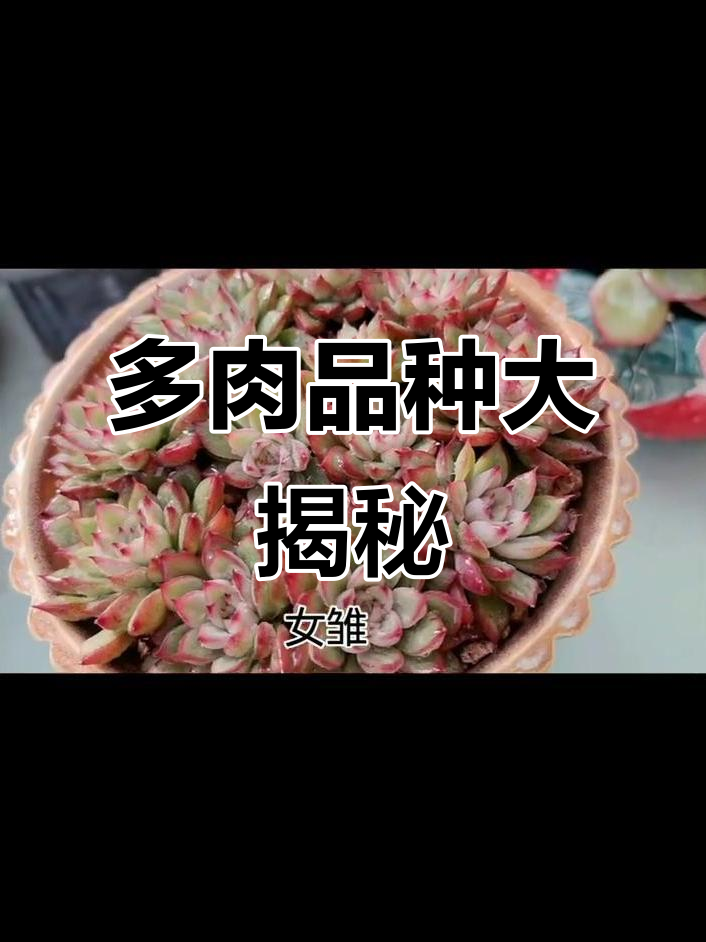 30种多肉植物图鉴，看看你养过几种？