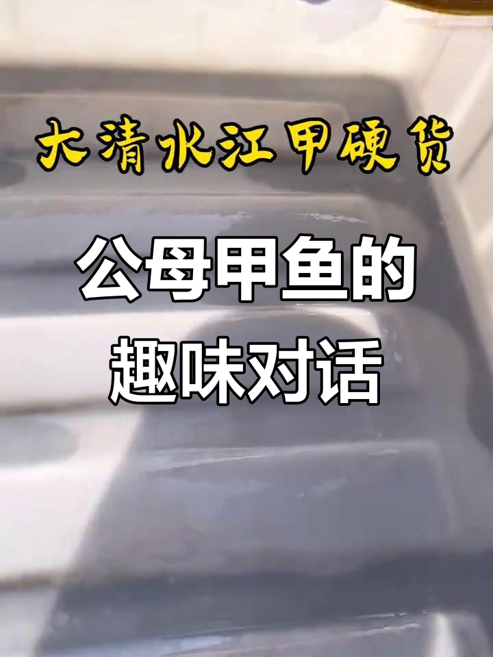 甲鱼与马蜂的奇妙互动,公母难辨!