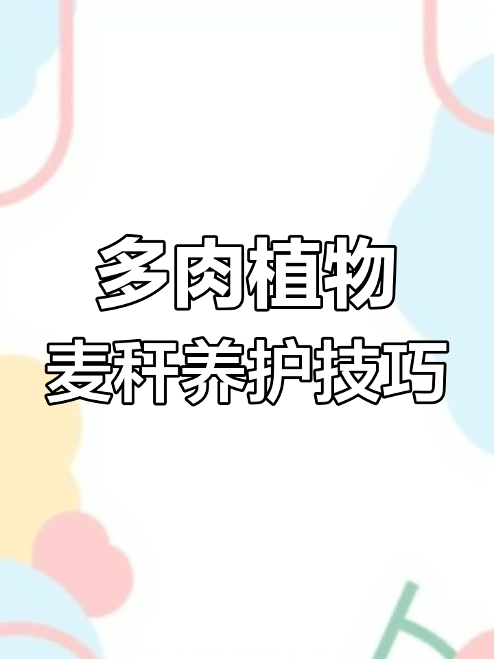 麦秆多肉养护全攻略:从夏季到秋季的美丽转变