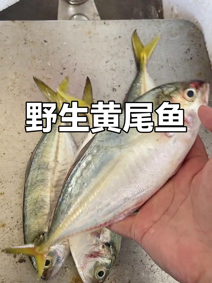 新鲜深海黄尾鱼,肥美可口