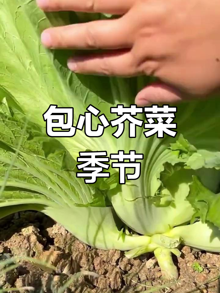 包心芥菜种植季,泡菜爱好者别错过!