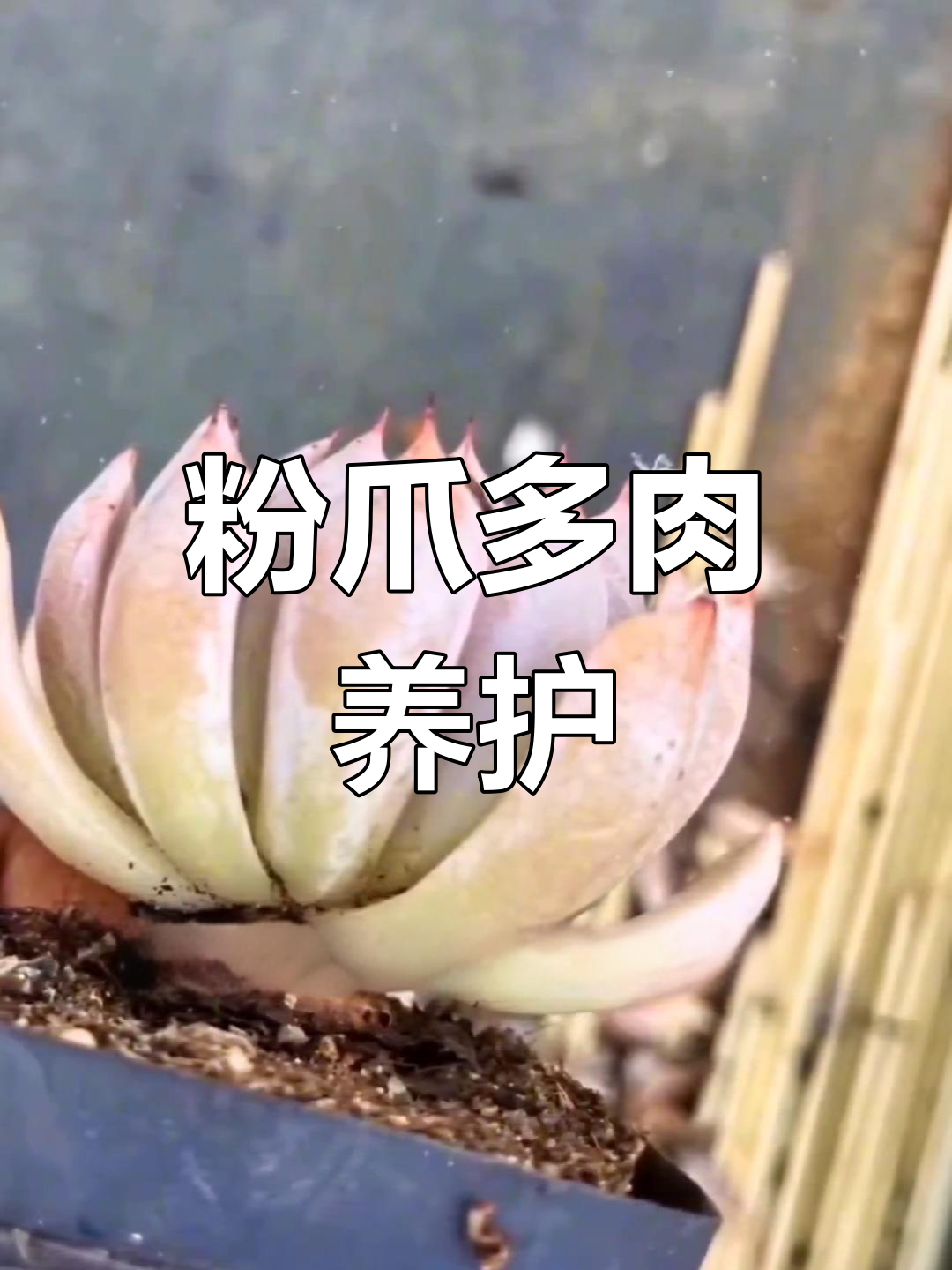 多肉粉爪养护技巧:日照与水分管理