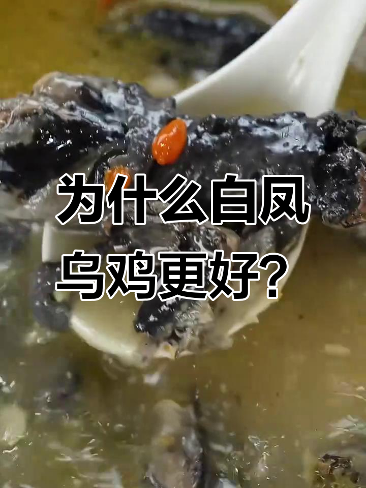 白凤乌鸡与普通鸡肉质大比拼,营养更丰富!