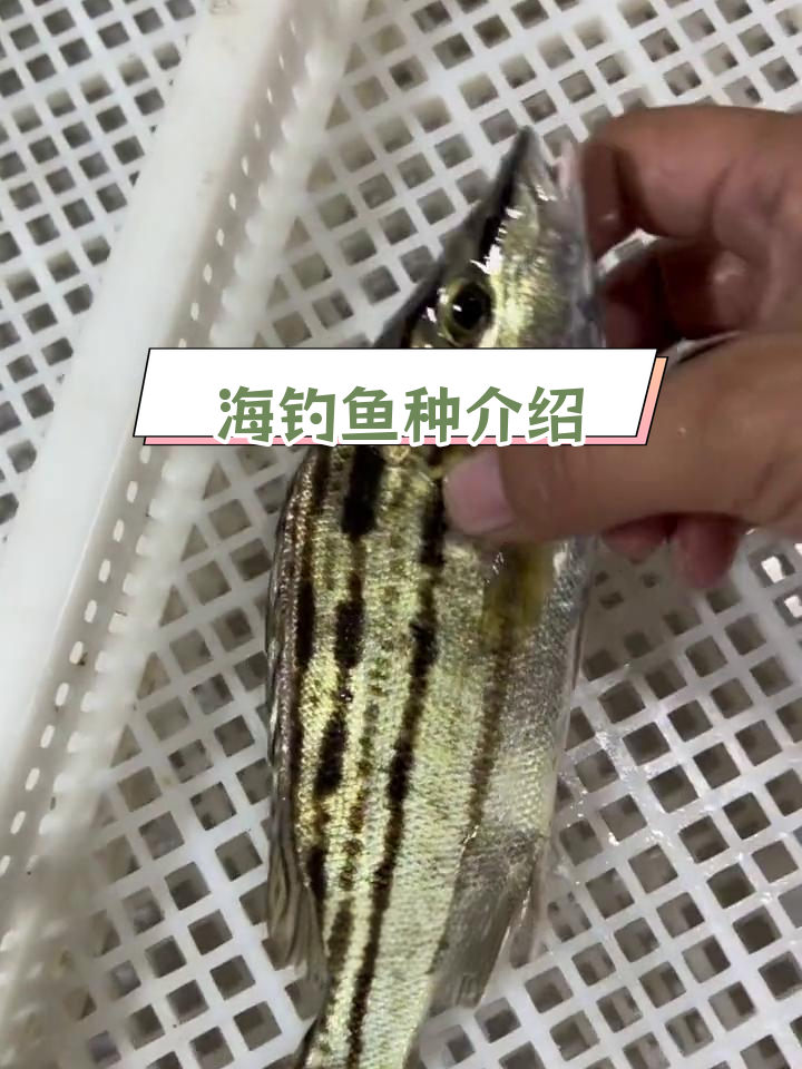 腮盖带刺的尖嘴鱼,海钓常见种类解析