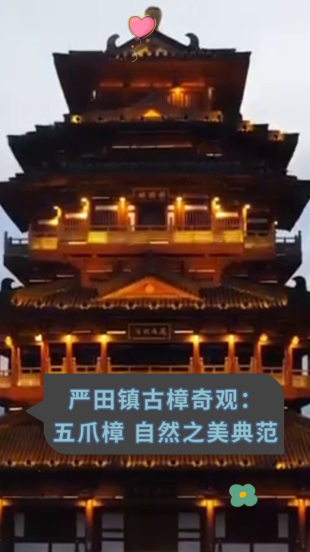 严田镇古樟奇观:五爪樟 自然之美典范