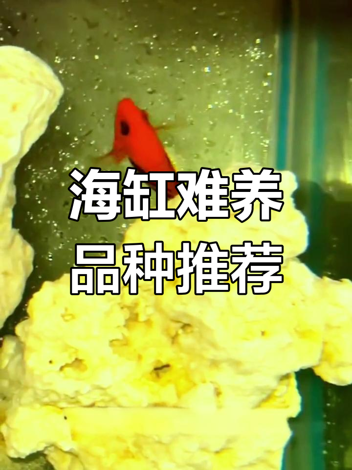 海水鱼饲养难题?这些品种让你又爱又恨
