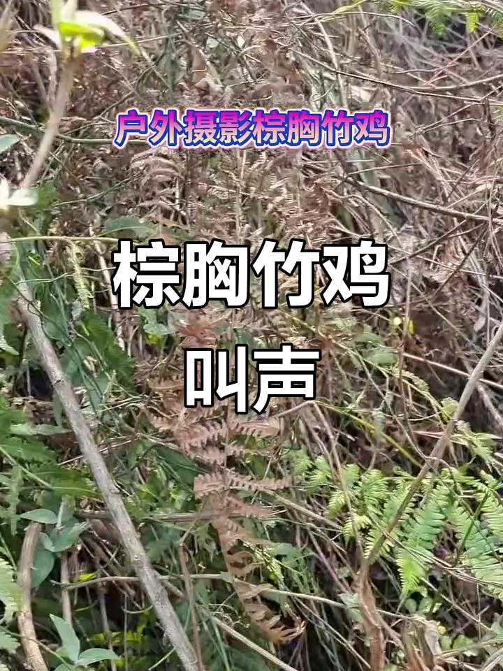 听听棕胸竹鸡的独特叫声，真是太有趣了！