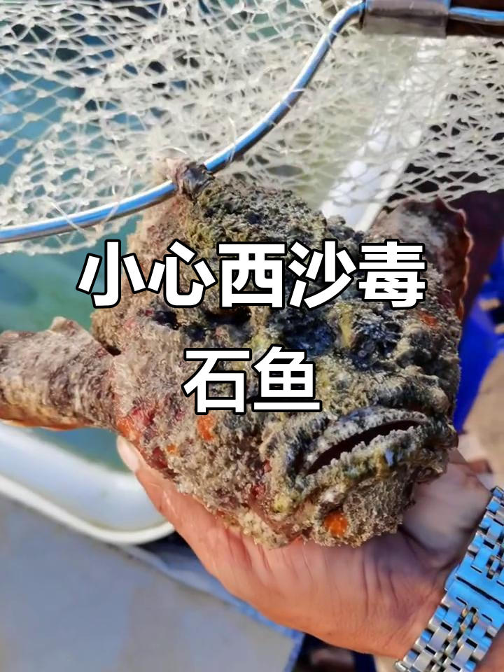 西沙最毒的石头鱼，潜水时千万小心！