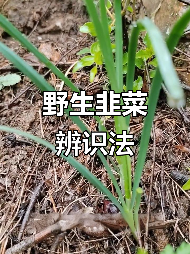 野生韭菜与普通韭菜的区别，根部颜色大不同