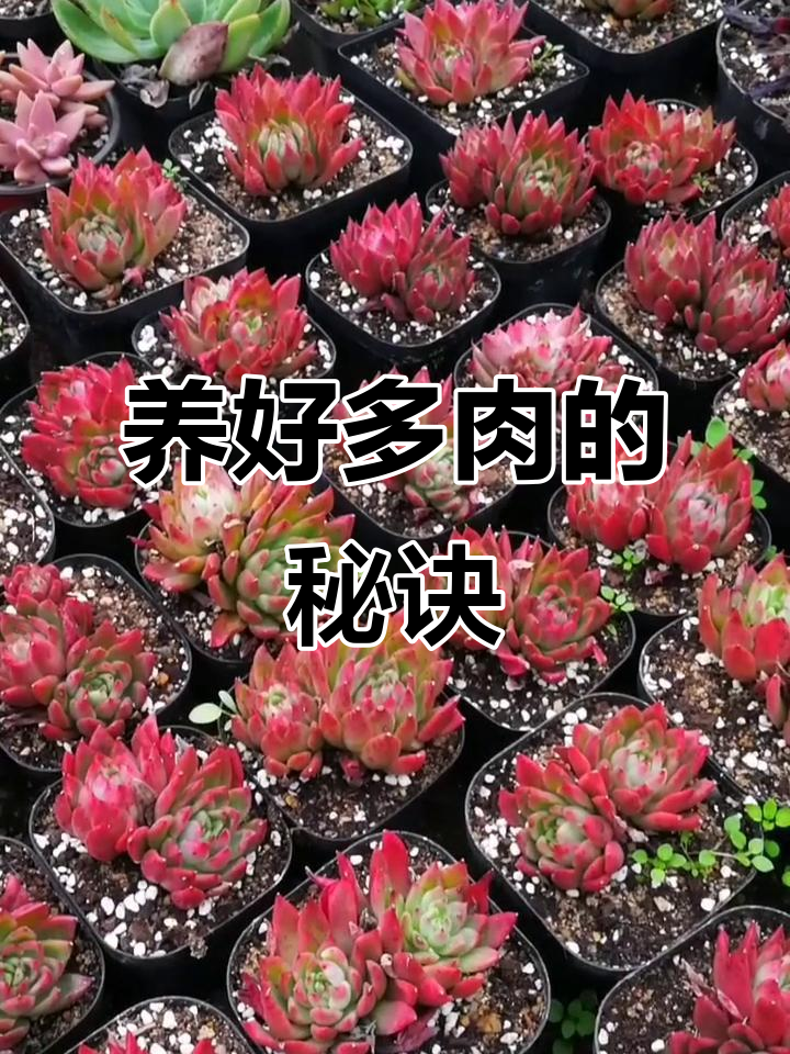 多肉植物配土技巧，珍珠岩、泥炭土比例揭秘