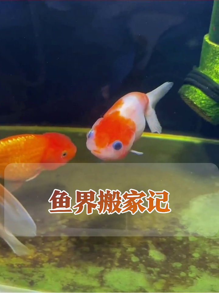 从塑料袋到豪华鱼缸,金鱼:这水绿得像抹茶!