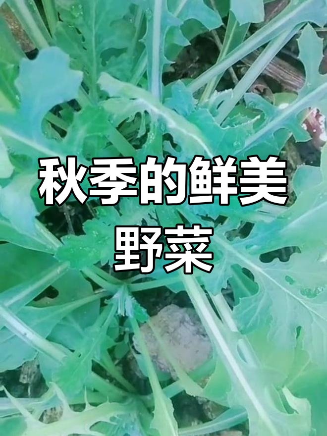 秋后泥胡菜,鲜嫩美味如春天荠菜