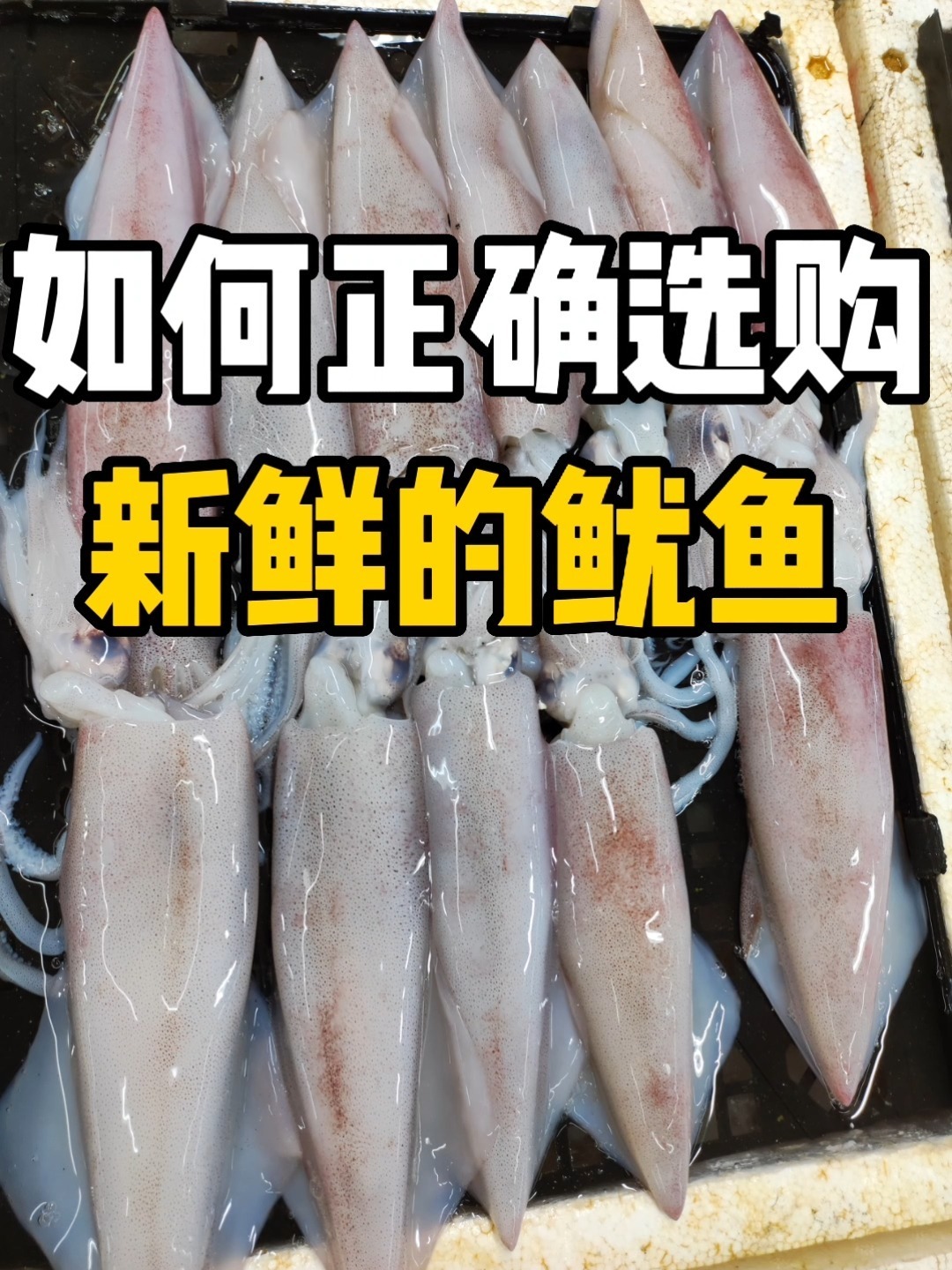 关注阿红,带你选新鲜鱿鱼!一级好的味道