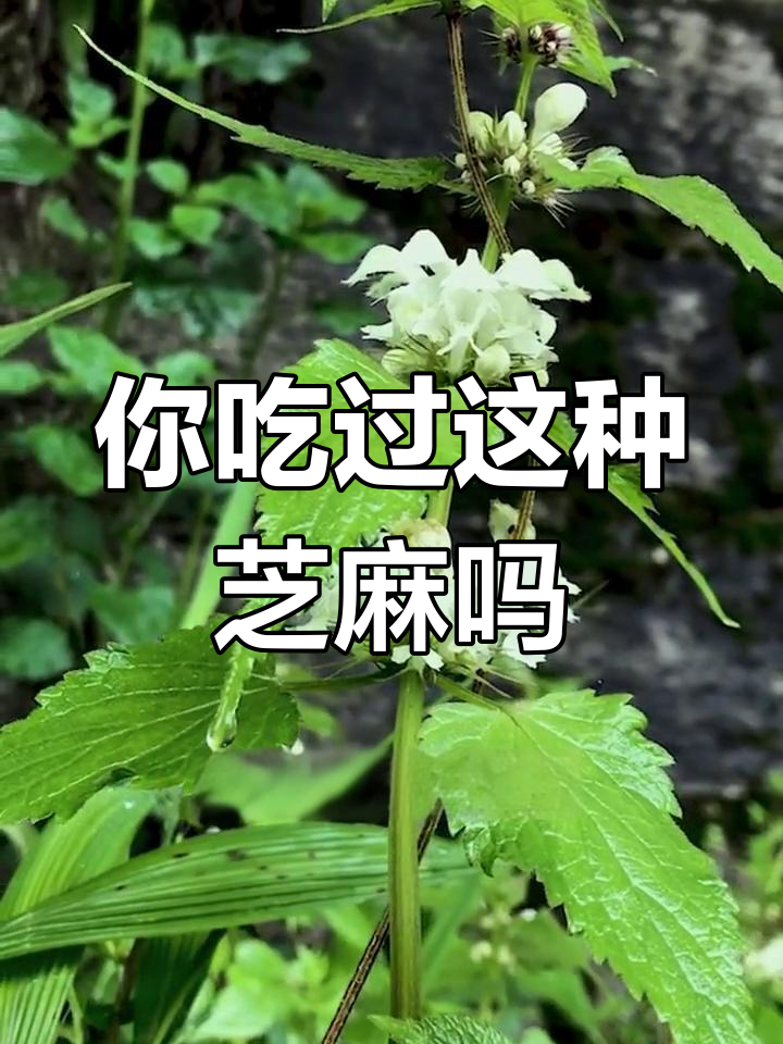 野芝麻:大自然中的宝藏