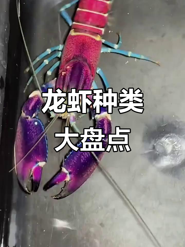 龙虾品种大揭秘,原来有这么多稀有虾种!