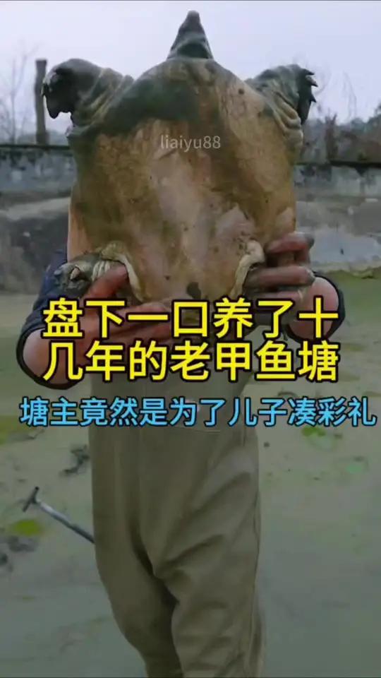 天气越来越冷了可以来一份甲鱼炖鸡汤给家人暖暖身子,大表哥盘下一口养了十几年的老甲鱼塘,塘主