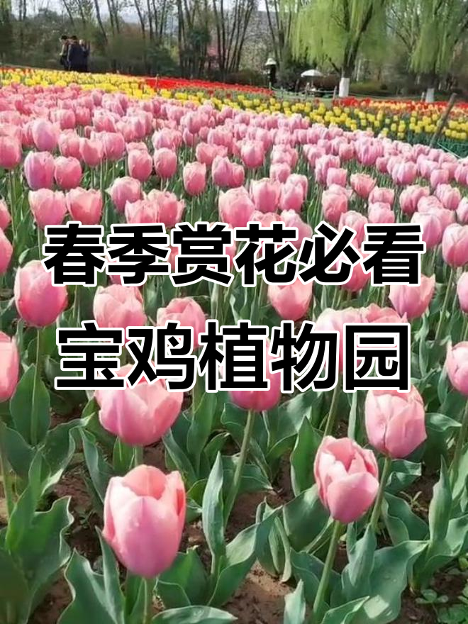 宝鸡植物园的郁金香花海,春天最美的邂逅