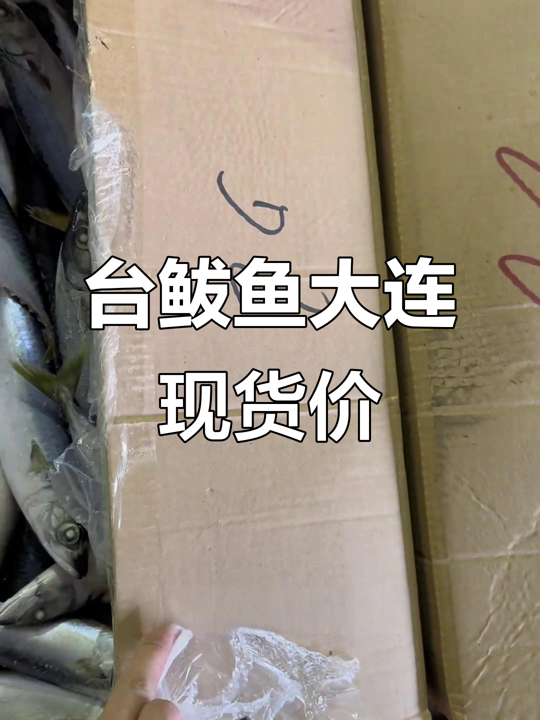 大连台鲅鱼价格大揭秘,四两左右质量优选