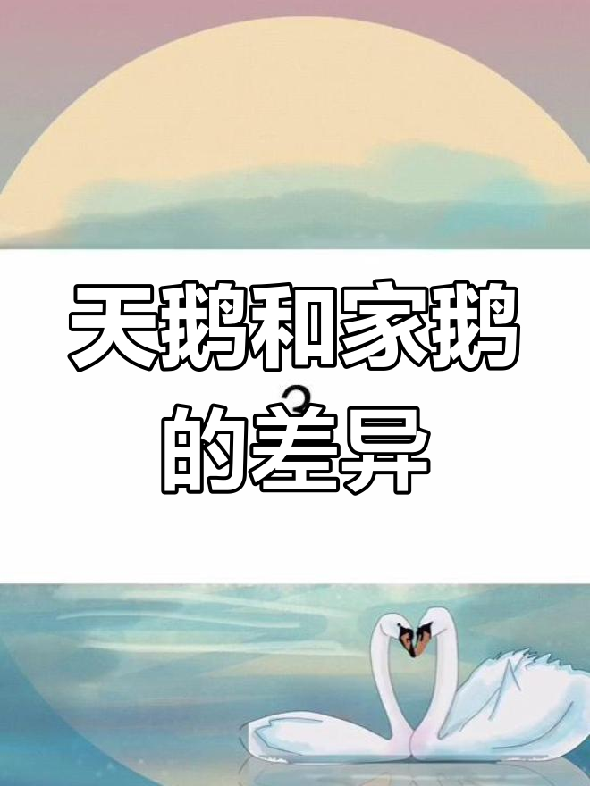 家鹅与天鹅的区别揭秘
