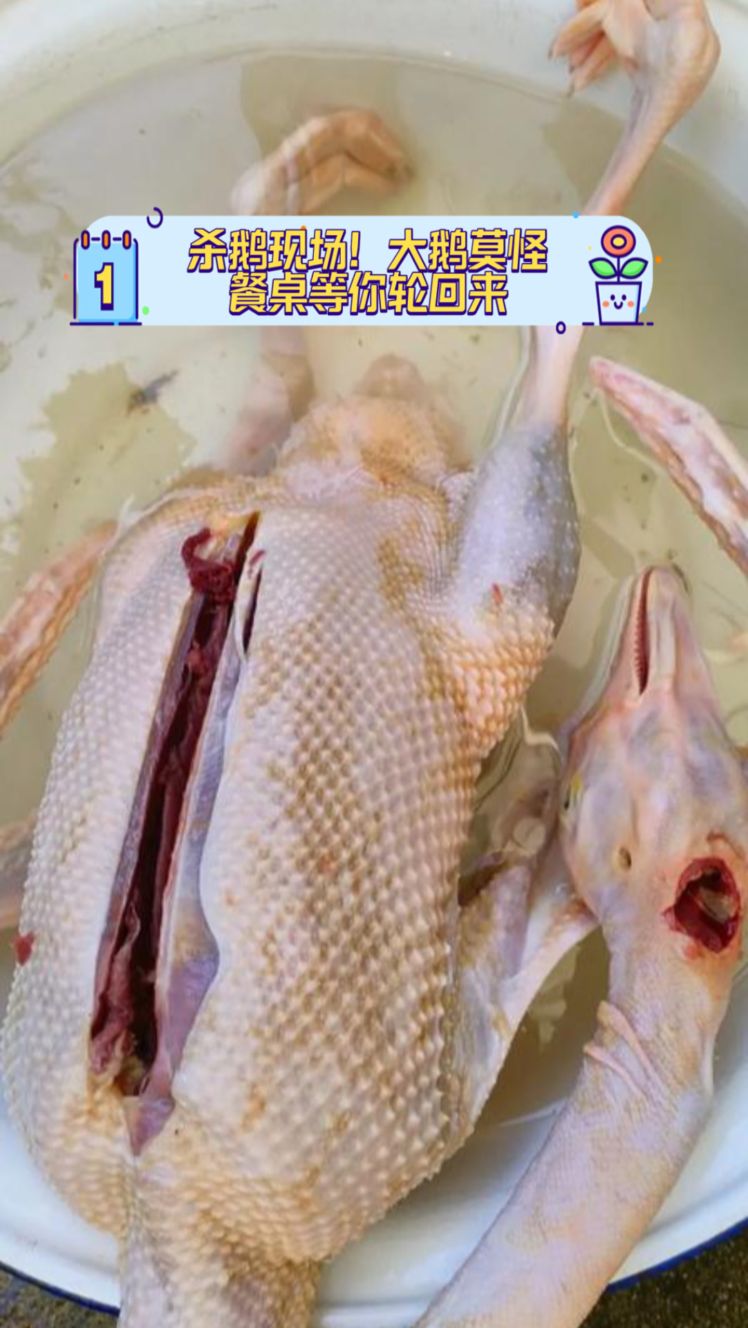 杀鹅现场!大鹅莫怪,餐桌等你轮回来