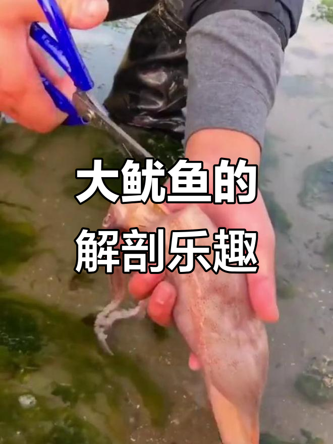 解剖大鱿鱼,墨水省到极致!