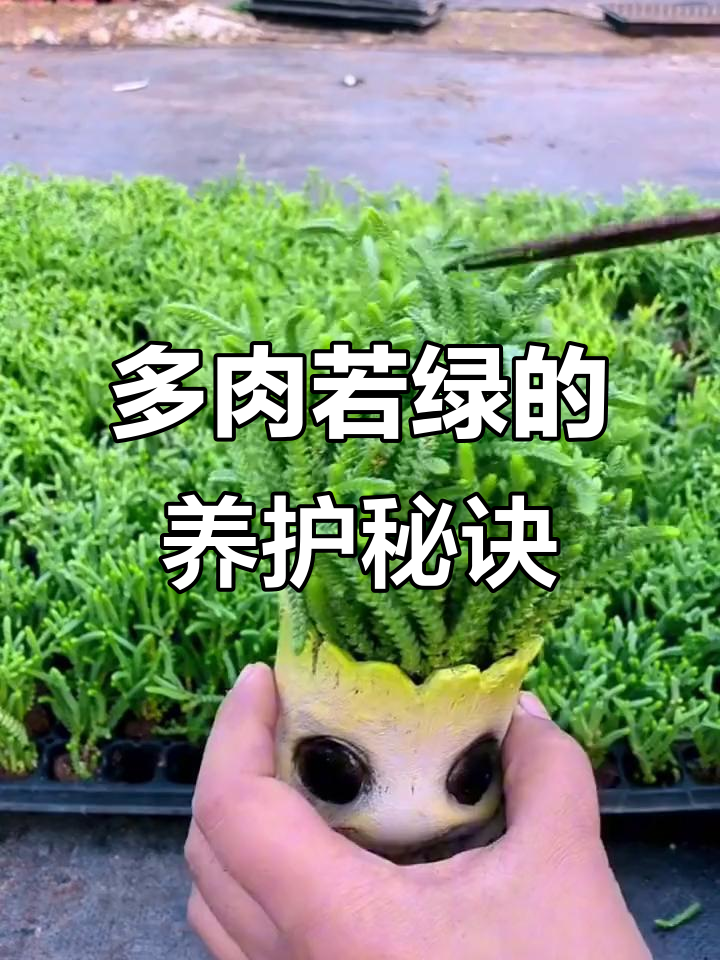 若绿多肉生长迅速,需选保水性强的土壤