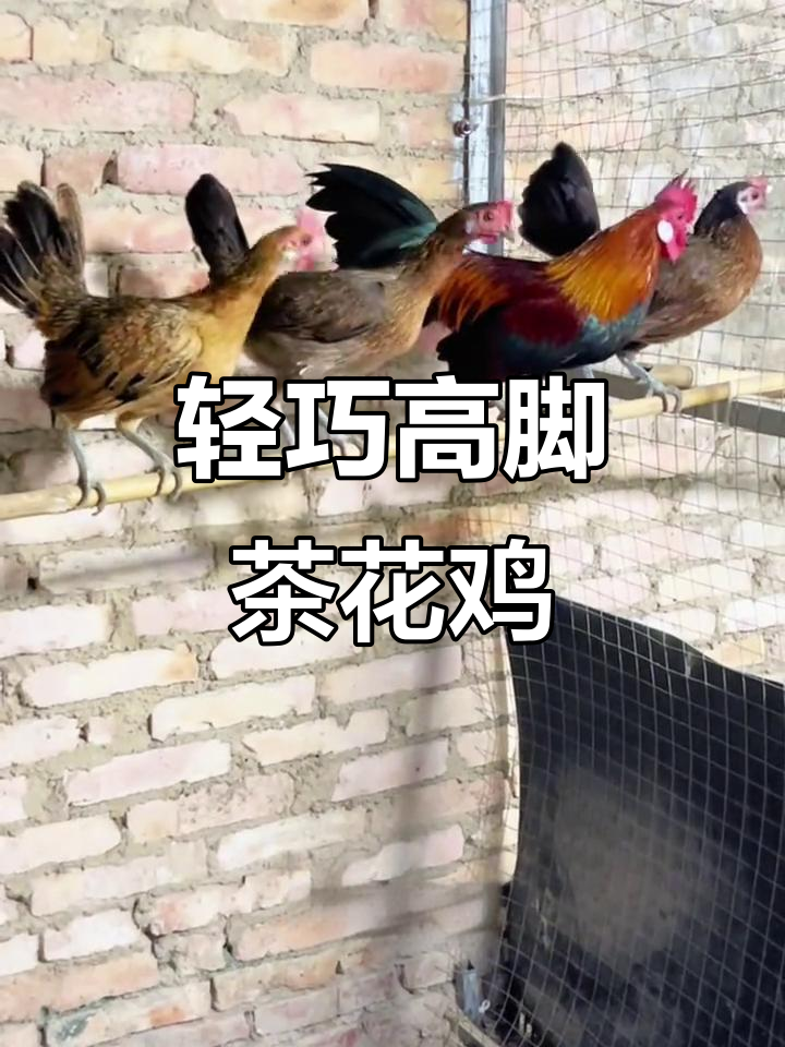 高脚大白耳茶花鸡,公母都轻巧可爱,毛色亮丽