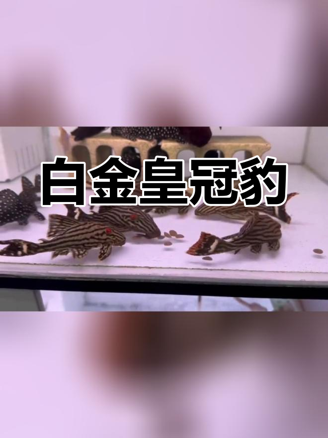哥伦比亚白金皇冠豹:异型鱼中的瑰宝