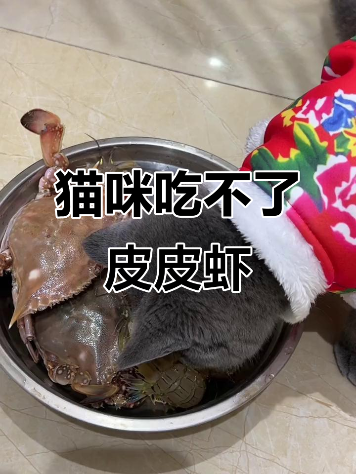 小小灰面对皮皮虾和螃蟹,咬不动急坏了!