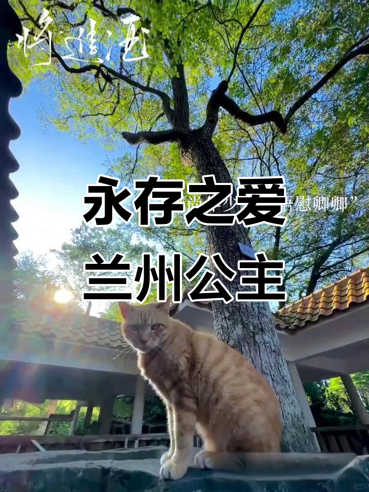 萧驰野与沈兰舟的豪情壮志,千金聘礼难求真爱