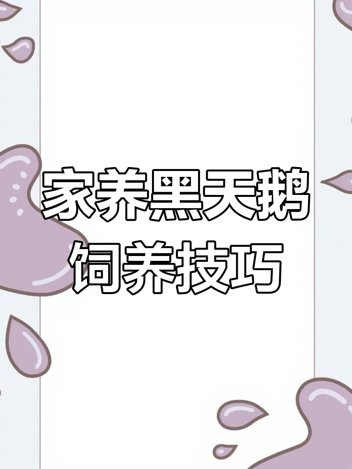 黑天鹅家养条件与饲料选择