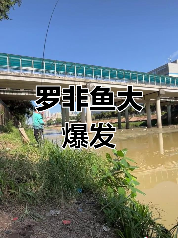 野钓两天,罗非鱼比龙华河更活跃!