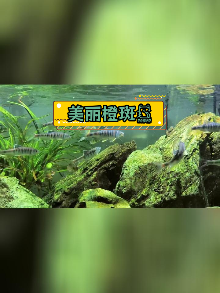 广西原生鱼:橙斑鱲,色彩鲜艳的溪流鱼类