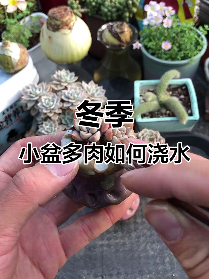 小盆多肉冬季养护技巧,水大了反而容易徒长