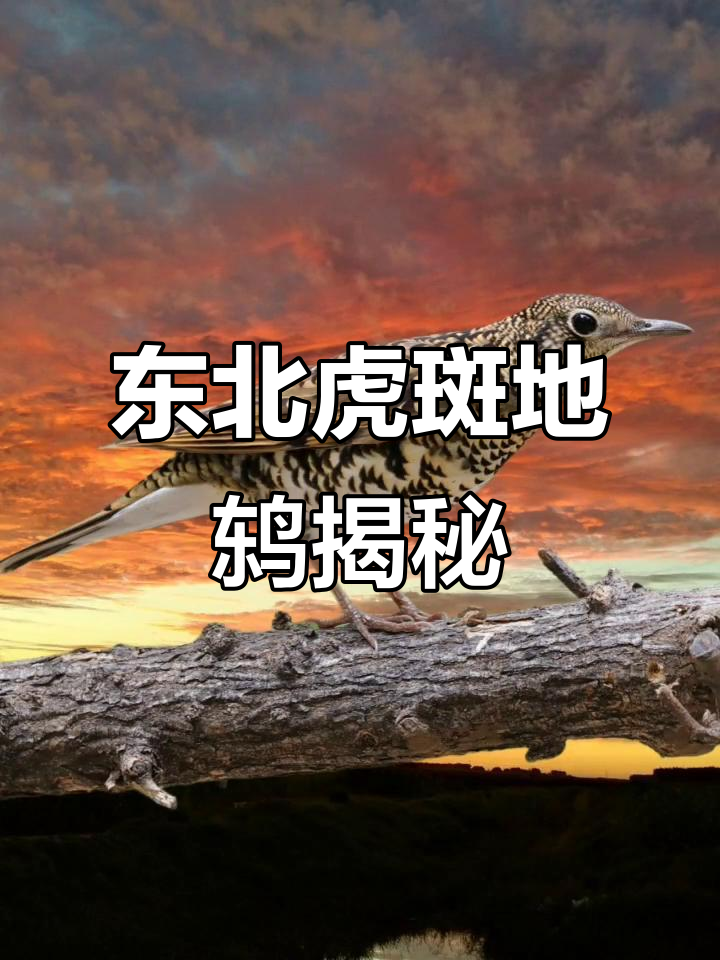东北常见虎斑地鸫鸟，芦花串鸡与鱼鳞串鸡的秘密