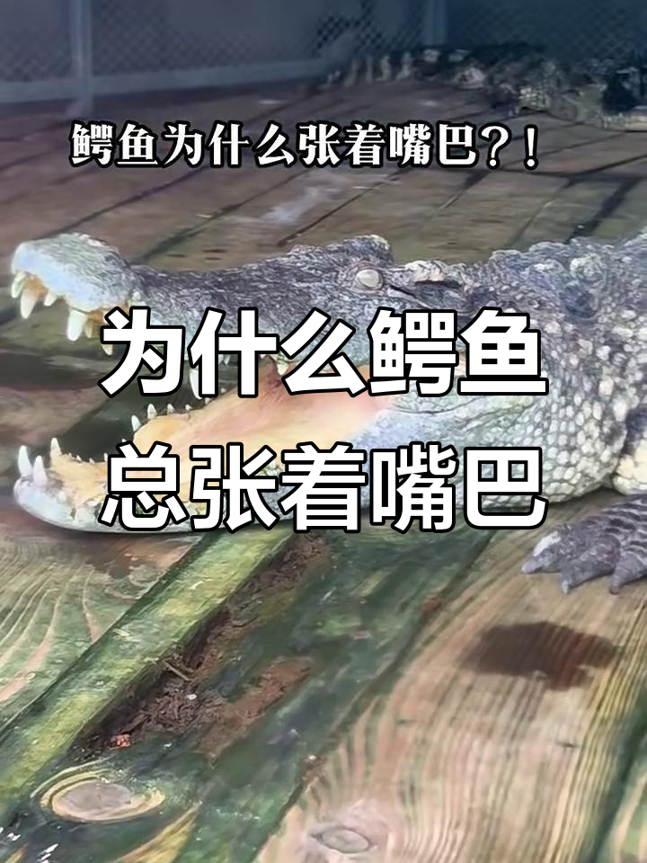 鳄鱼张嘴背后的原因,竟然是这样!