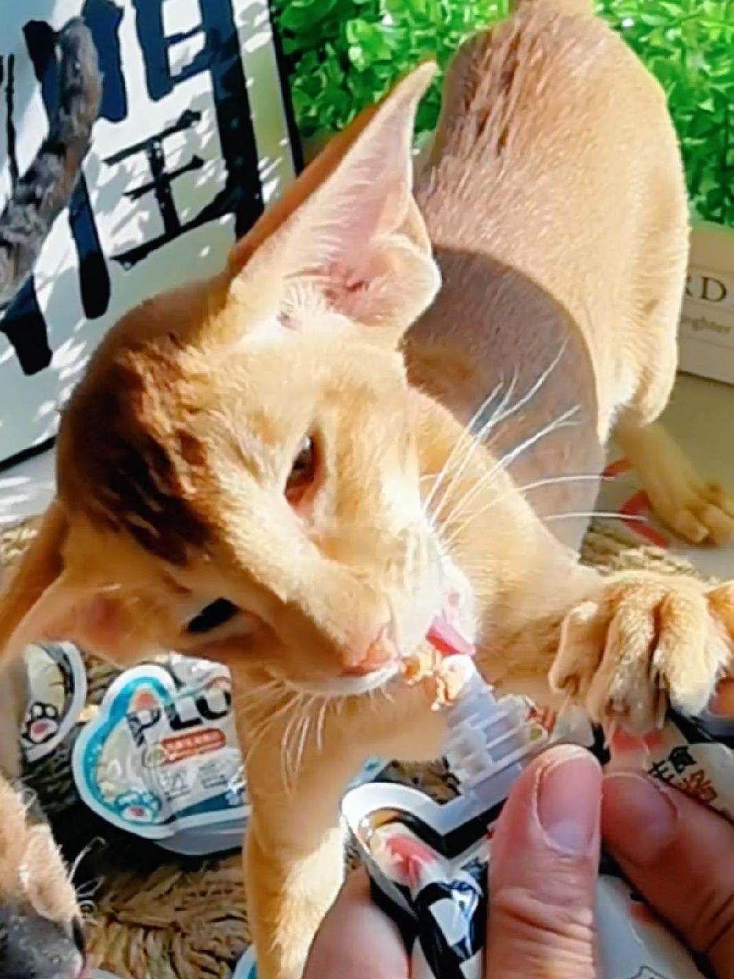 主食肉酱羊毛来了,19.9元6包 东方短毛猫 萌宠好物 主食餐包 淘莱士肉肉酱