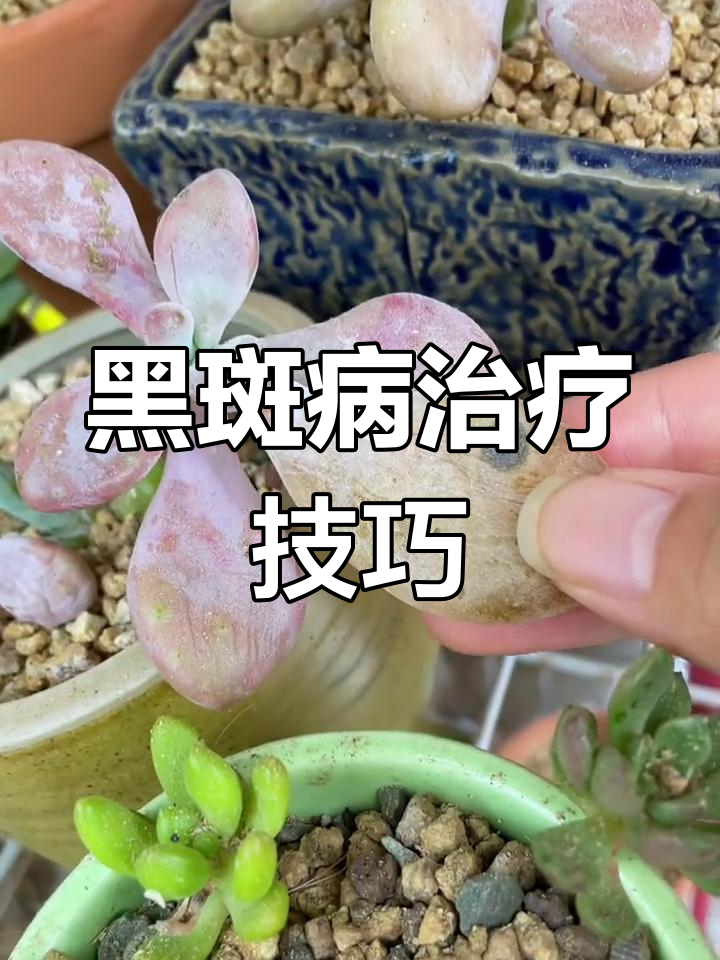 多肉叶片黑斑病防治方法