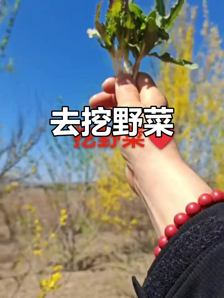 挖野菜,享受大自然的馈赠