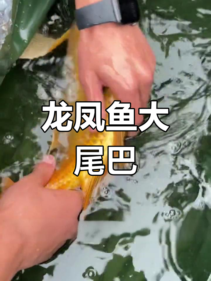 黄金龙凤鱼,富贵象征