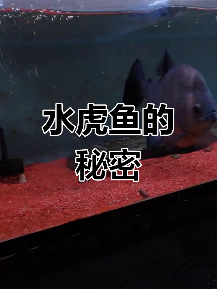 秘鲁食人鱼:水族中的“猛兽”