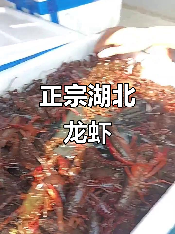 湖北龙岗湖虾大揭秘,正宗中青虾来袭!