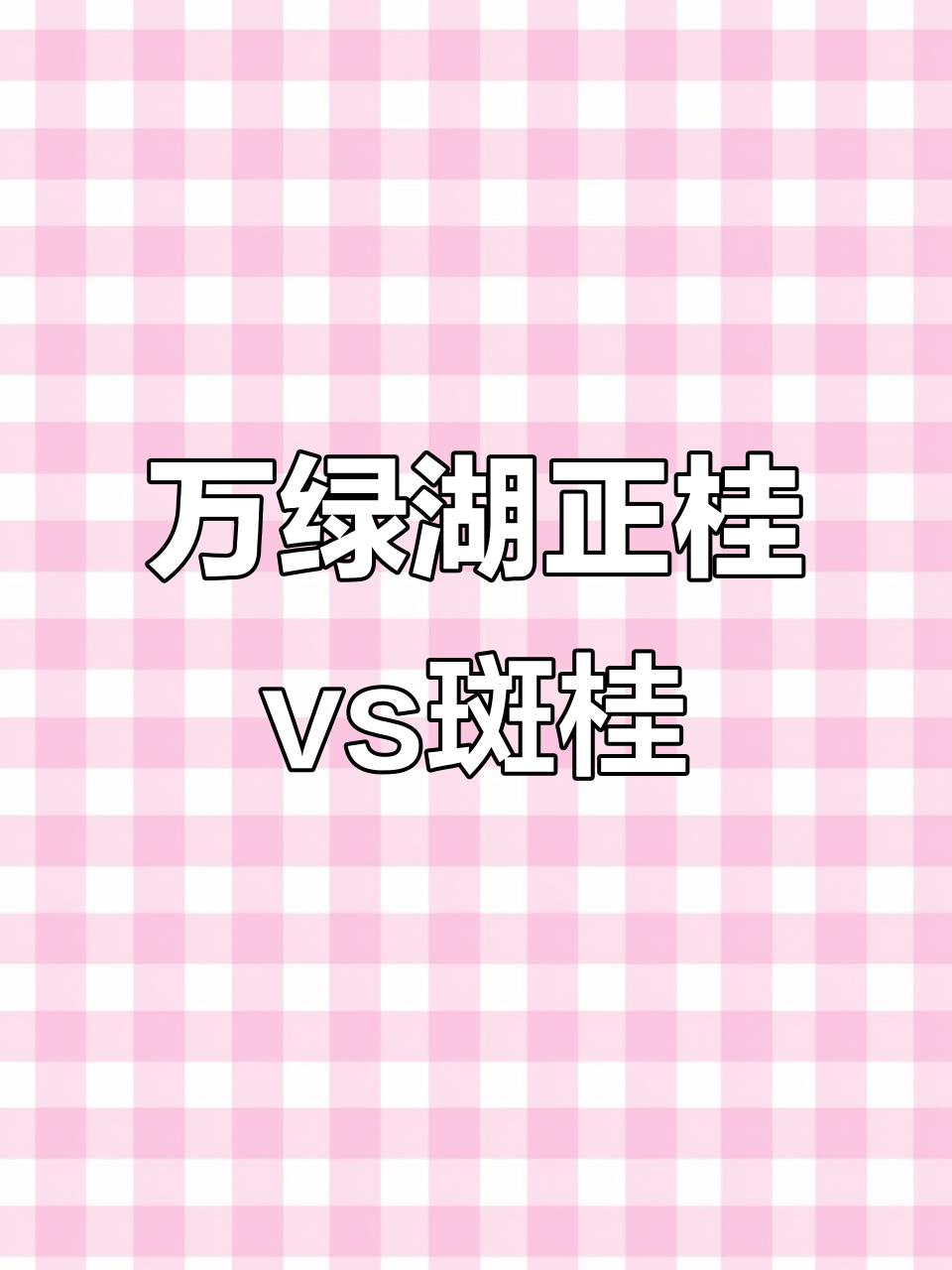 正桂与斑桂,哪种更美味?万绿湖桂花鱼清蒸大比拼