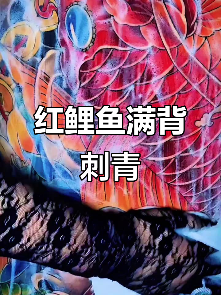 红鲤鱼满背纹身，色彩丰富生动