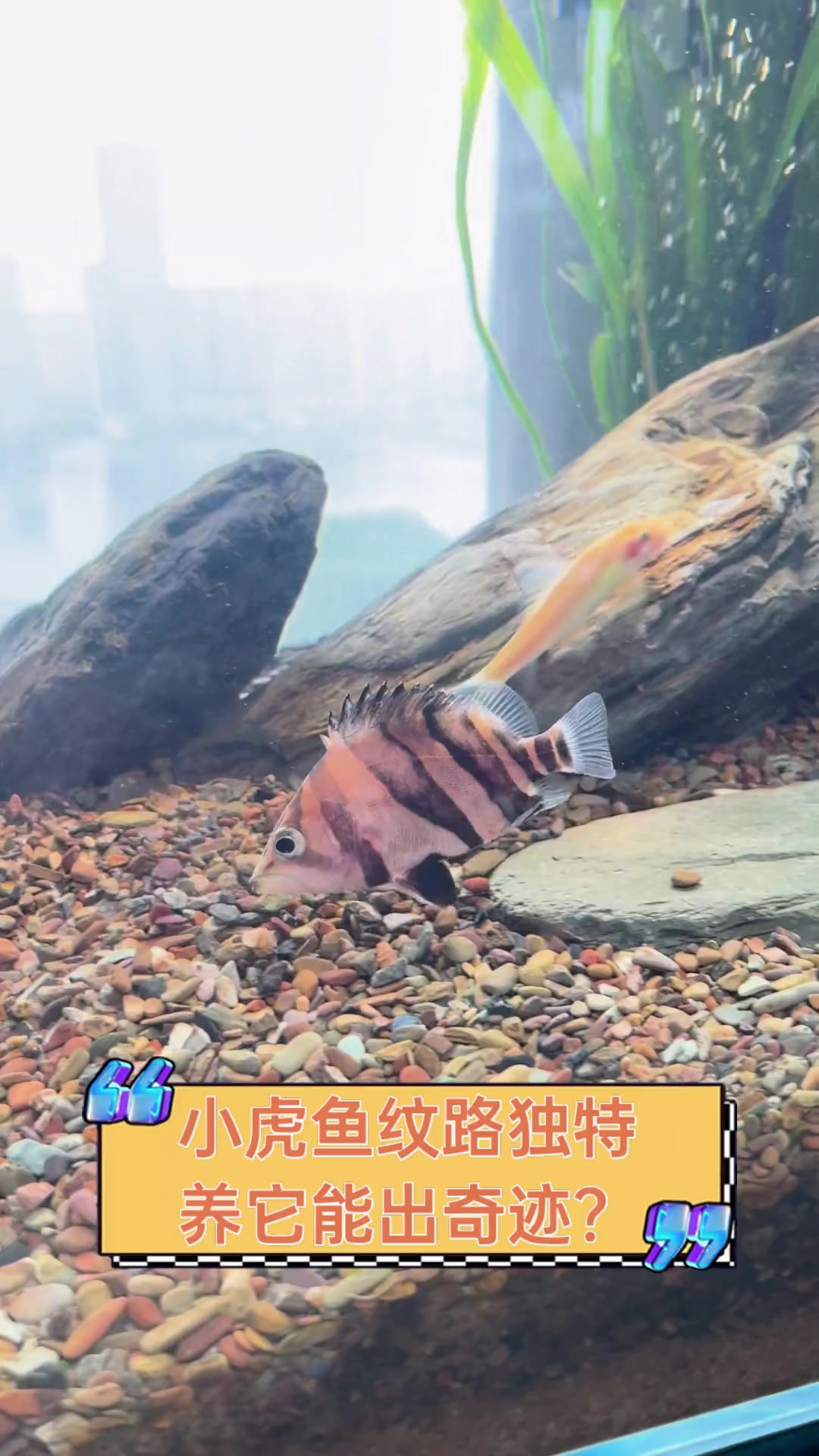 小虎鱼纹路独特,养它能出奇迹?