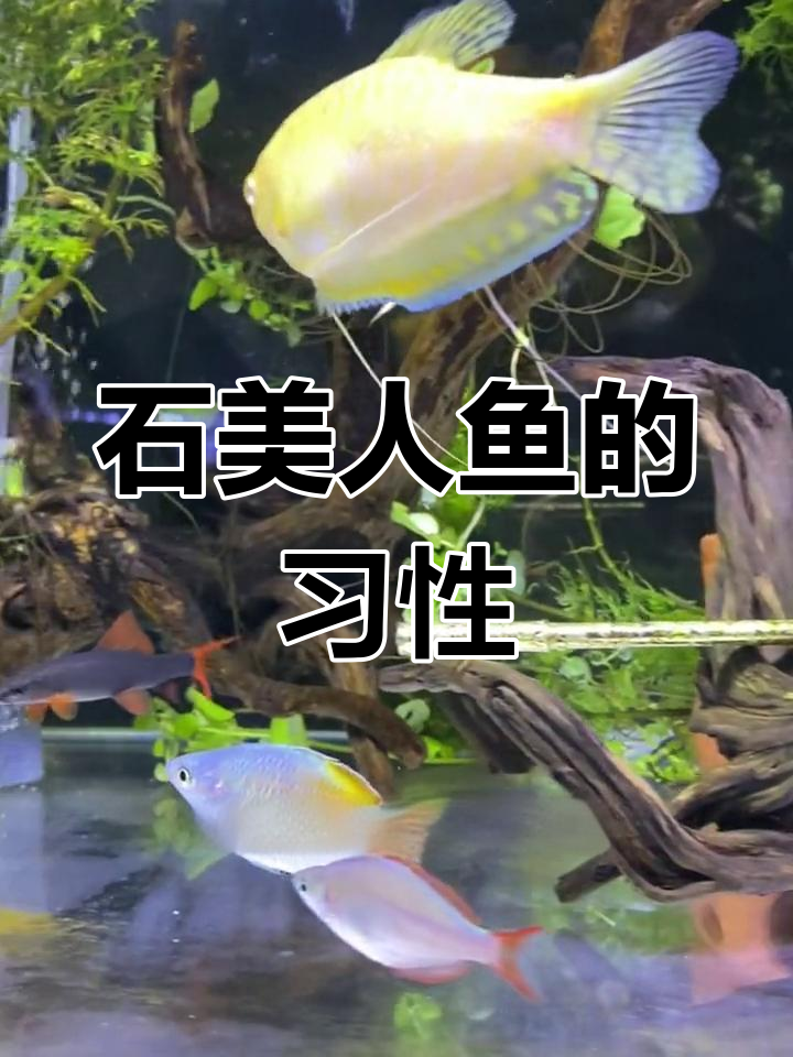 石美人鱼常居中层,公红母黄,不跳缸也不吃小灯