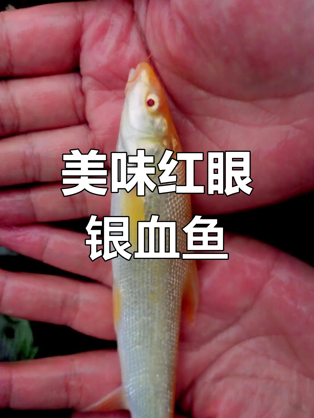 红眼银鳕鱼:观赏与食用兼得